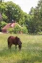 Young miniature brown pony horse peacefully grazing on the farm in the summer green field. Royalty Free Stock Photo