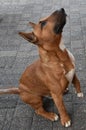 Young miniature bull terrier looks intensely at something about him