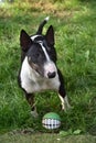 Miniature bull terrier and his toy
