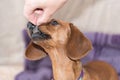 Young miniature dachshund taking treat from hand