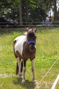 Young miniature white and brown pony horse in blue muzzle peacefully grazing on the farm in the summer green field. Royalty Free Stock Photo