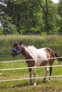 Young miniature white and brown pony horse in blue muzzle peacefully grazing on the farm in the summer green field. Royalty Free Stock Photo