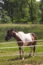 Young miniature white and brown pony horse in blue muzzle peacefully grazing on the farm in the summer green field. Royalty Free Stock Photo