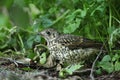 A young mistle thrush.