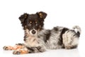 Young mixed breed dog. isolated on white background