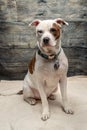 Pit Bull Puppy Dog Studio Shot Royalty Free Stock Photo