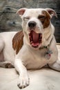 Pit Bull Puppy Dog Yawning Studio Shot Royalty Free Stock Photo