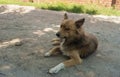 young mixed-breed stray dog lying on a dirty street and looking with hope