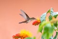 Pretty hummingbird feeding on tropical yellow and orange flower Royalty Free Stock Photo