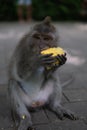 Young Money sitting on ground eating corn