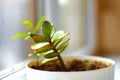 Young money tree grow in a white pot, crassula flower on the windowsill closeup