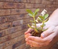 Young money tree in hands with money leaf