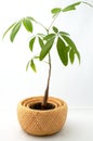 A Young Money Tree (Pachira) Royalty Free Stock Photo