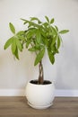 A young Money Tree plant Pachira Aquatica growing in white pot in home interior Royalty Free Stock Photo