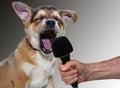 Enthusiastically loud singing dog