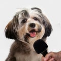 Enthusiastically loud singing dog. he thinks he is a star