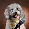 Enthusiastically loud singing dog. he thinks he is a star