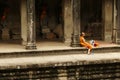 Young monk inside a temple