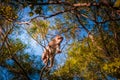 Young monkey climbing on a tree, Lion Rock, country park in Hong Kong