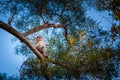 Young monkey climbing on a tree, Lion Rock, country park in Hong Kong