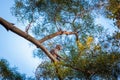 Young monkey climbing on a tree, Lion Rock, country park in Hong Kong