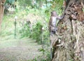 Young monkey clinging on big tree root and searching for something Royalty Free Stock Photo