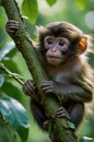 Little Primate Exploring Its World, Portrait of Young Monkey Climbing Tree Branch Royalty Free Stock Photo