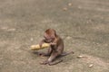 Young monkey eat corn