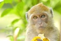 Young monkey eating banana Royalty Free Stock Photo