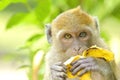 Young monkey eating banana Royalty Free Stock Photo