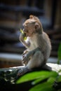Young monkey eating a leaf on a rock. Royalty Free Stock Photo