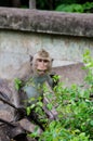Young monkey eating leaf Royalty Free Stock Photo