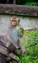 Young monkey eating leaf Royalty Free Stock Photo