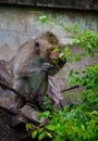 Young monkey eating leaf Royalty Free Stock Photo