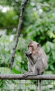 Young monkey eating Royalty Free Stock Photo