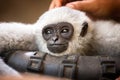 Young monkey enjoys pampering