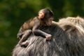 Young Monkey hanging on Royalty Free Stock Photo