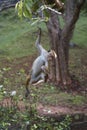 A young monkey hanging on a tree in forest Royalty Free Stock Photo