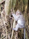 Young monkey learning to climb Royalty Free Stock Photo