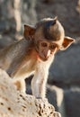 Young Monkey Looking Down Royalty Free Stock Photo