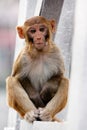 Young Monkey Royalty Free Stock Photo
