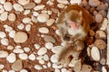 Young monkey with mother sitting on stones Royalty Free Stock Photo