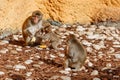 Young monkey with mother sitting on stones Royalty Free Stock Photo