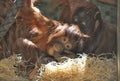 Young monkey with mother Royalty Free Stock Photo