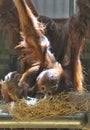 Young monkey with mother Royalty Free Stock Photo