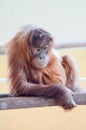 Young Monkey Orang-Outang Royalty Free Stock Photo