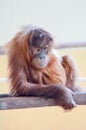 Young Monkey Orang-Outang