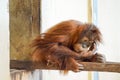 Young Monkey Orang-Outang Royalty Free Stock Photo
