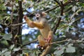 Young monkey playing Royalty Free Stock Photo
