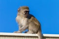 Young Monkey Roof Animal Blue Royalty Free Stock Photo